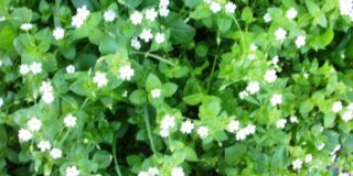 Γιάννης Σ. Παπαδάτος: Γιασεμιά Χριστούγεννα