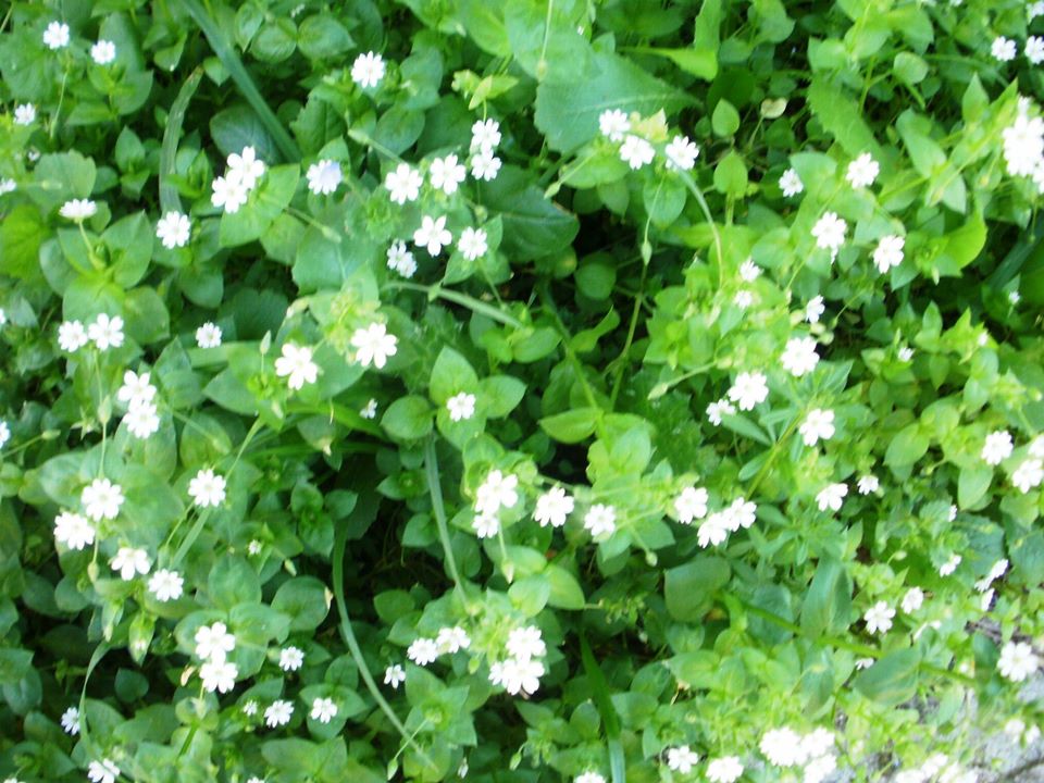 Read more about the article Γιάννης Σ. Παπαδάτος: Γιασεμιά Χριστούγεννα