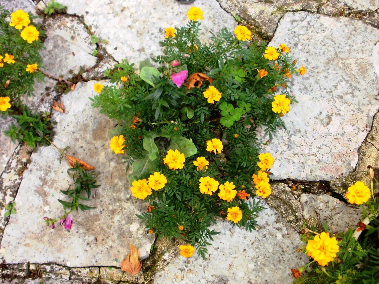 You are currently viewing Βάλτερ Πούχνερ: Σκέψεις μικρές για θέματα μεγάλα (22)