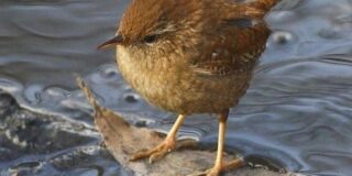 Αλέξανδρος Βαναργιώτης: Ντάνιελ,