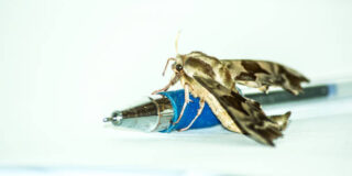 Θανάσης Τριανταφύλλου: Τέσσερα ποιήματα