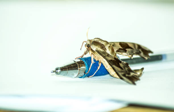 Read more about the article Θανάσης Τριανταφύλλου: Τέσσερα ποιήματα