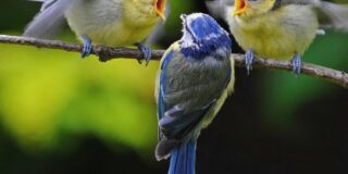 Αρχοντούλα Διαβάτη: Τρία πεζά