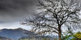 Γεωργία Παπαδάκη. ΦΥΛΛΟΧΟΟΣ ⸺ ΦΥΛΛΟΚΟΜΟΣ