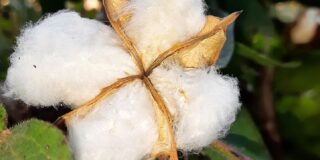 Κωνσταντίνος Μπούρας: Πέτρα από βαμβάκι