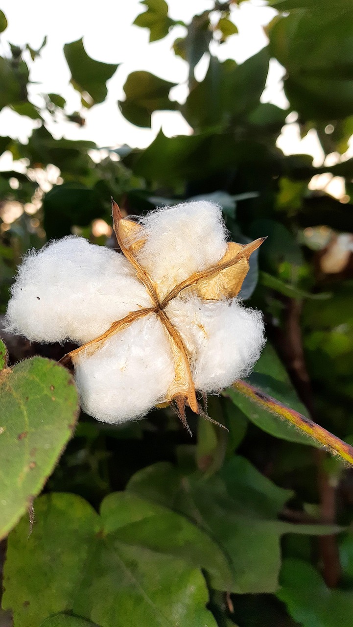 You are currently viewing Κωνσταντίνος Μπούρας: Πέτρα από βαμβάκι