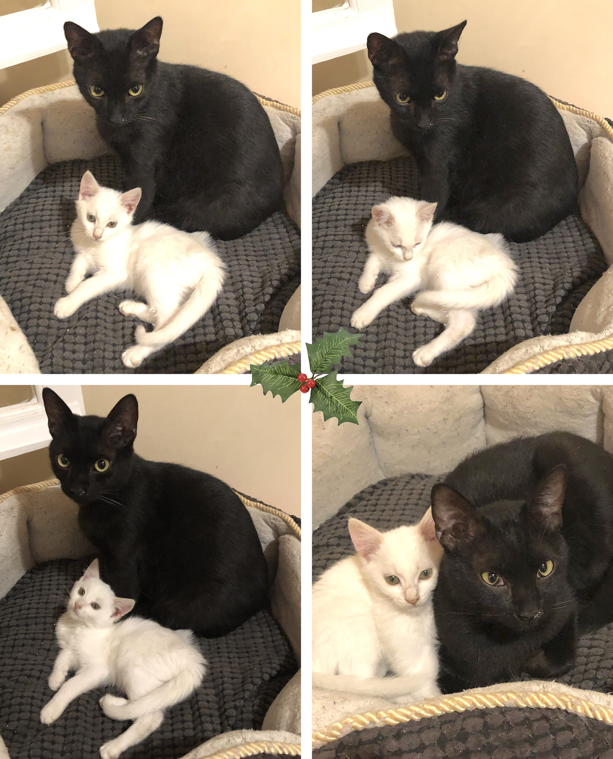 You are currently viewing Πόλυ Αυγερινού: Cotton and Blacky