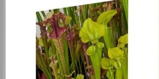 Ευτυχία Αλεξάνδρα Λουκίδου: Μαίρη Πετρολιά Αμανίτη, TRAPPOLA, εκδ. Μέθεξις 2025