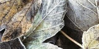 Π.Κουμουνδούρος : Κοιτάζοντας τα άνθη της κερασιάς