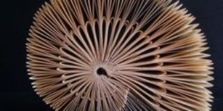 Θανάσης Τριανταφύλλου: Το νησί του Απόλλωνα