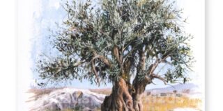 Παρασκευή Μόλαρη: Η Ελιά