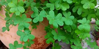 Κωνσταντίνος Μπούρας: Ευφροσύνη καλόγνωμη