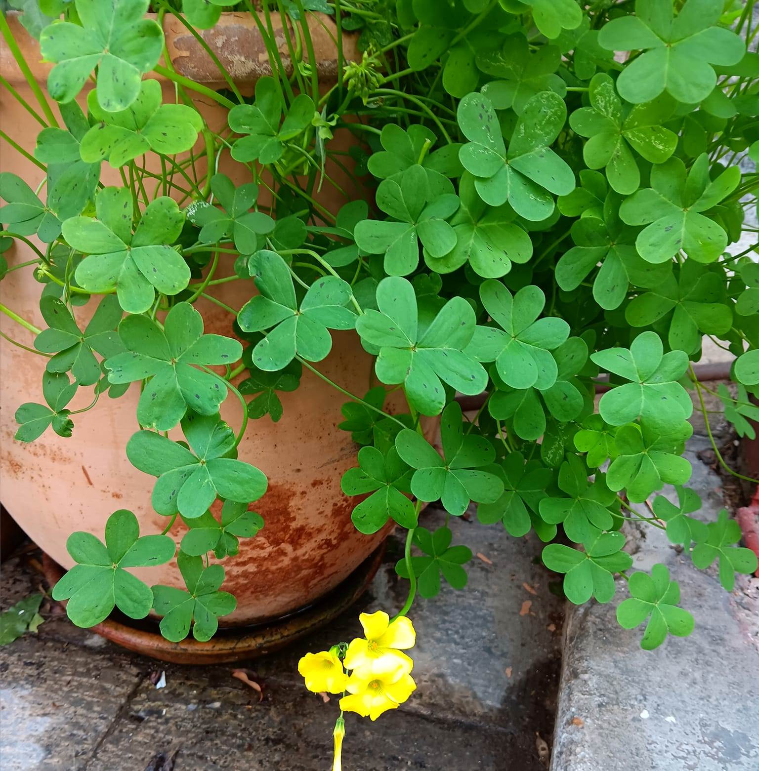 You are currently viewing Κωνσταντίνος Μπούρας: Ευφροσύνη καλόγνωμη