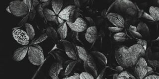 Μένη Πουρνή: Δύο ποιήματα