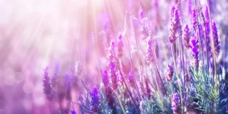 Μάρω Παπαδημητρίου: με άρωμα λεβάντας