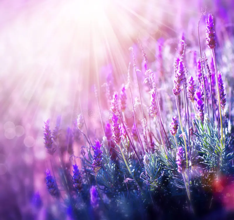 You are currently viewing Μάρω Παπαδημητρίου: με άρωμα λεβάντας