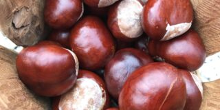 Μαρώ Τριανταφύλλου: Τα κάστανα