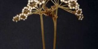 Βάλτερ Πούχνερ: Σκέψεις μικρές για θέματα μεγάλα (31)