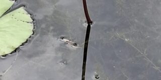 Γιώργος Μεταξάς: Λατρευτικό