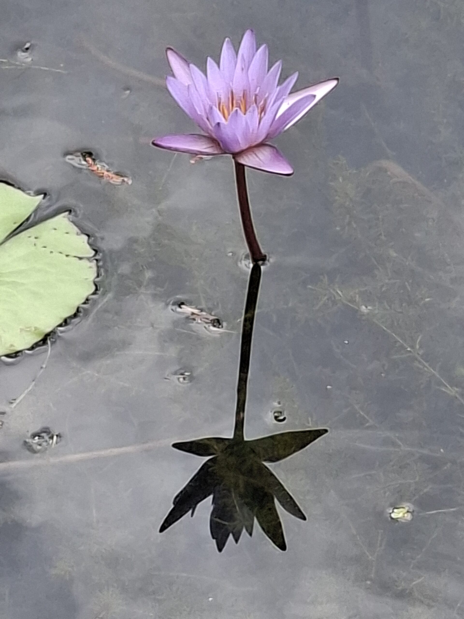 You are currently viewing Γιώργος Μεταξάς: Λατρευτικό