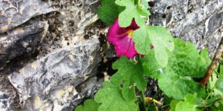 Πηνελόπη Αλεξίου: Η ΑΠΟΣΤΡΟΦΗ