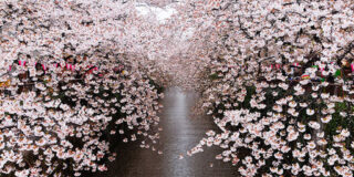 Pamplo Neruda, Colección poética: Veinte poemas de amor y una canción desesperada. Μτφρ. Από τα ισπανικά: Ευμορφία Μαντζαβίνου                                      POEMA  XIV