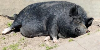 Παυλίνα Παμπούδη: Το σκεπτόμενο γουρούνι