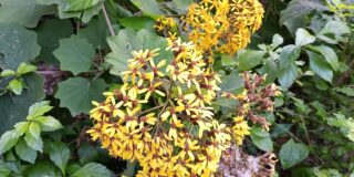 Κωνσταντίνος Μπούρας: Αφθονία (Abundantia) Χρόνου Χάρις…