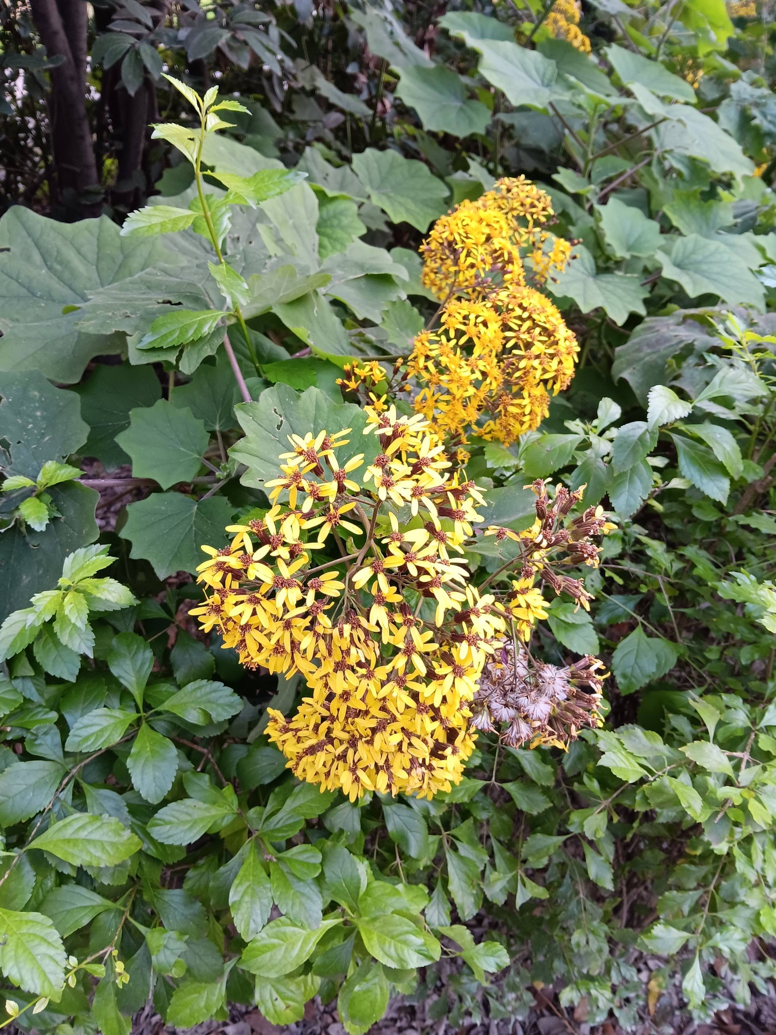 You are currently viewing Κωνσταντίνος Μπούρας: Αφθονία (Abundantia) Χρόνου Χάρις…