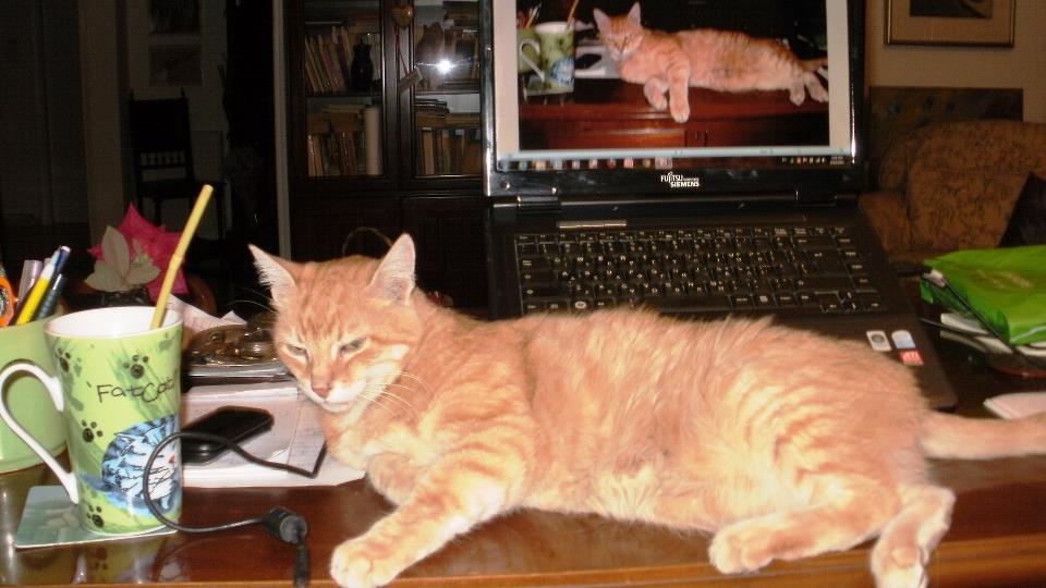 You are currently viewing Παυλίνα Παμπούδη: Η γάτα του κ. Γρηγόρη