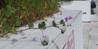 Κωνσταντίνος Μπούρας : Ένα ποίημα