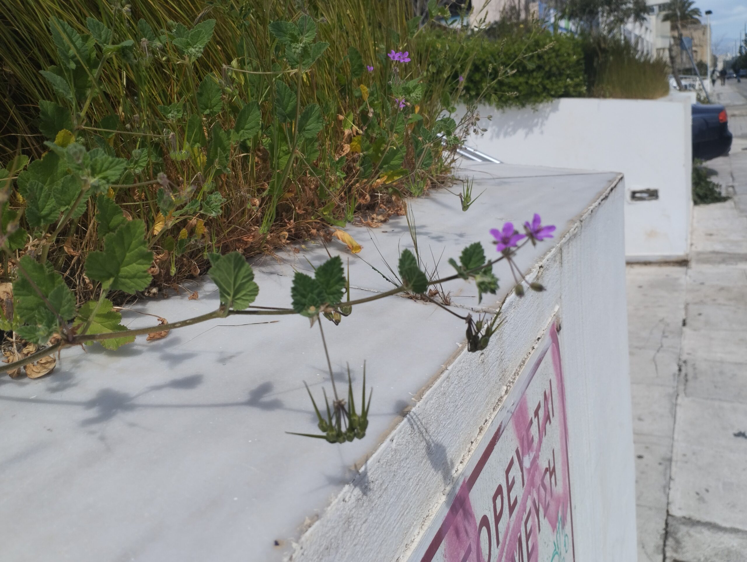 You are currently viewing Κωνσταντίνος Μπούρας : Ένα ποίημα