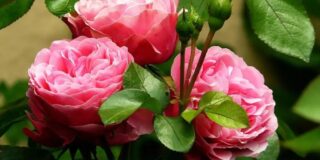 Νικόλαος Παπαδογιαννάκης: Τὸ ρόδο τοῦ Ἰσπαχάν